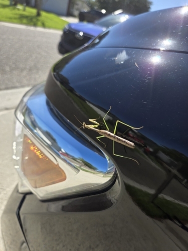 Carolina Mantis