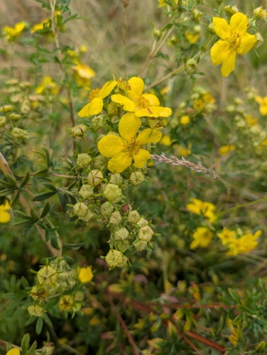 shrubby cinquefoil