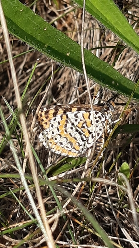 Spotted Fritillary
