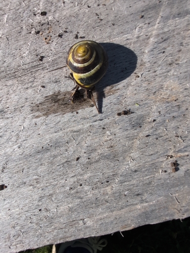 Brown-lipped Snail