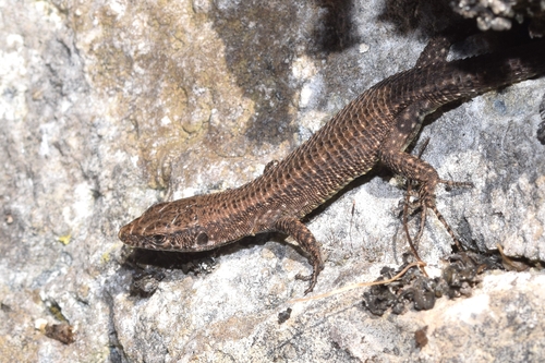 Blue-throated Keeled Lizard
