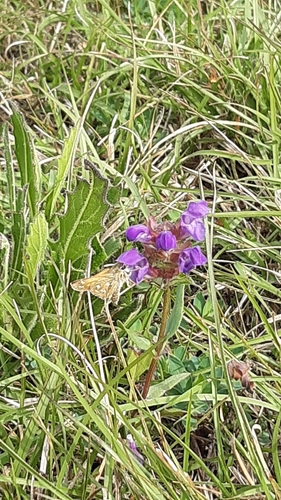 Common Branded Skipper
