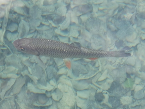European Chub