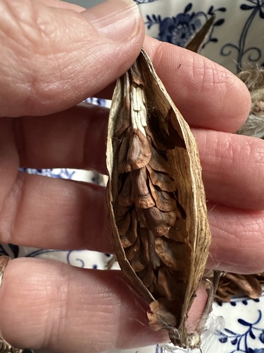 common milkweed
