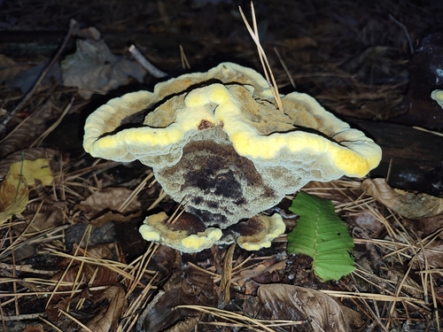 European Dyer's Polypore