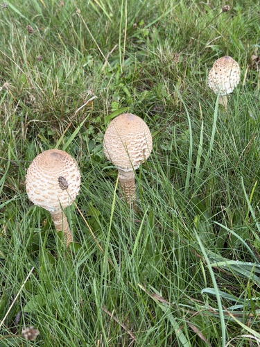 Parasol
