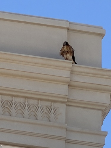 Red-tailed Hawk