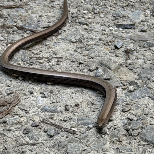 Common Slowworm