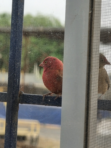 Red-billed Firefinch