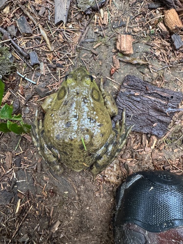 American Bullfrog