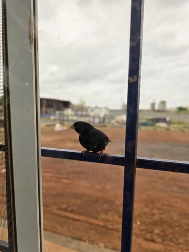 Village Indigobird
