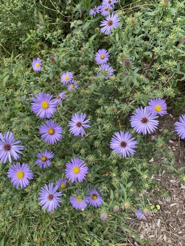 Aromatic Aster