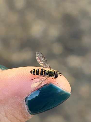 Long-tailed Aphideater Complex