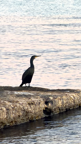 Mediterranean Shag