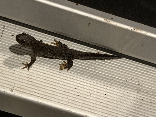 Great Crested Newt