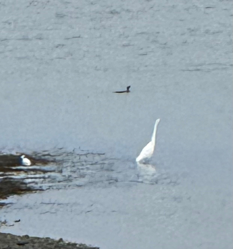 Great Egret