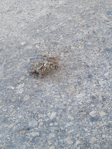 American Toad