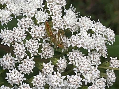 Pale Green Assassin Bug
