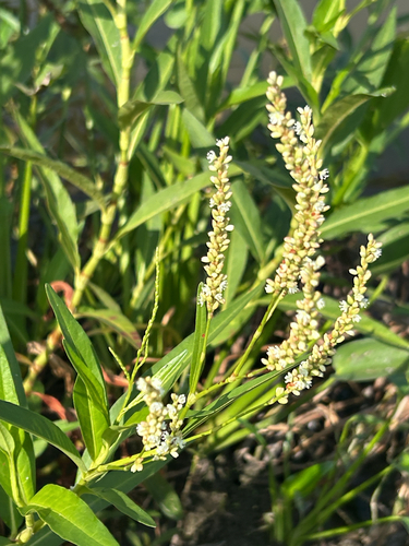 Dense-flowered smartweed