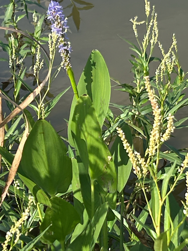 pickerelweed