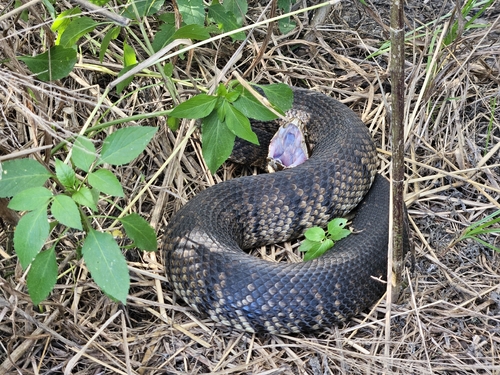 Florida Cottonmouth