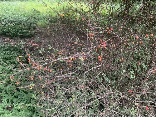 Japanese barberry
