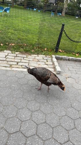 Wild Turkey