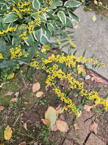 bluestem goldenrod