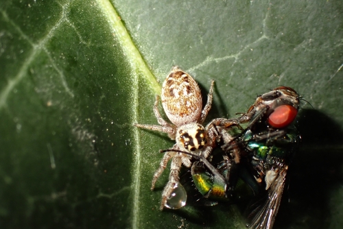 Mile End Jumping Spider