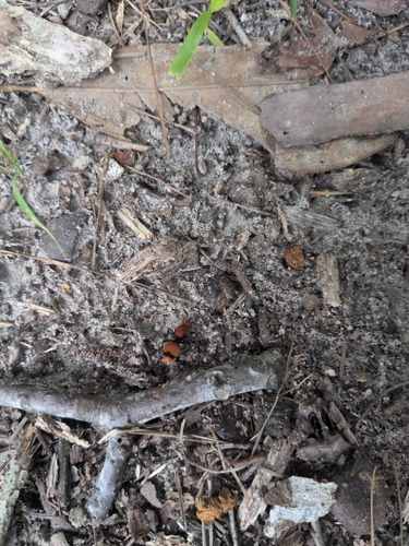 Common Eastern Velvet Ant