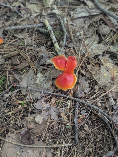 Scarlet Waxy Cap