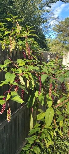 American pokeweed
