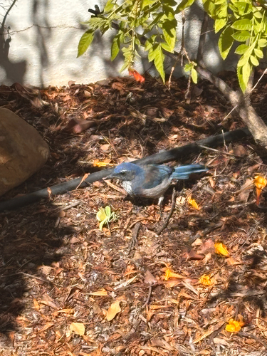 California Scrub-Jay