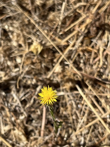 iNaturalist observation photo of silverpuffs