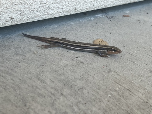 iNaturalist observation photo of Western Skink