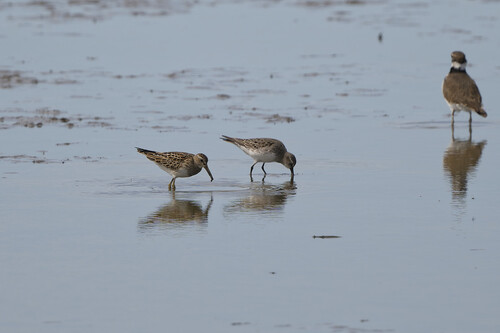 Pectoral Sandpiper
