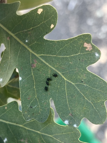 iNaturalist observation photo of True Weevils