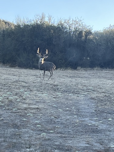 iNaturalist observation photo of Mule Deer