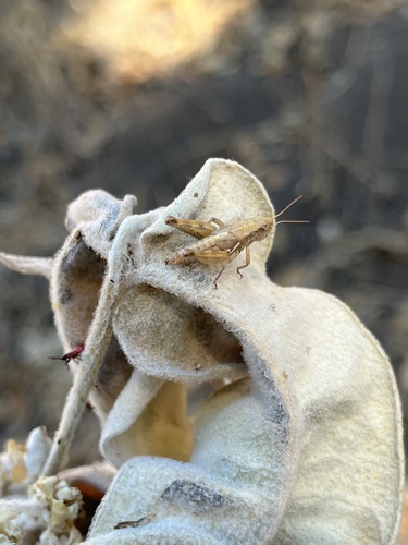 iNaturalist observation photo of Melanoplini