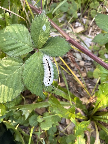 Hickory Tussock Moth