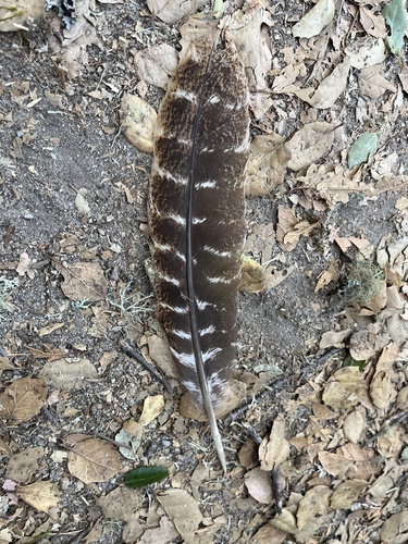 iNaturalist observation photo of Wild Turkey