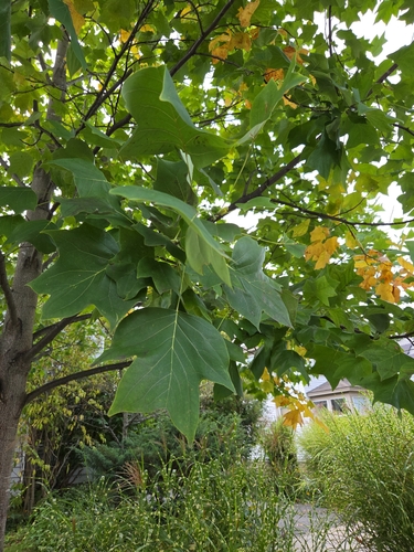 American tuliptree