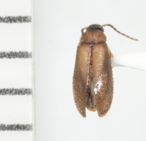 Canifa pallipes