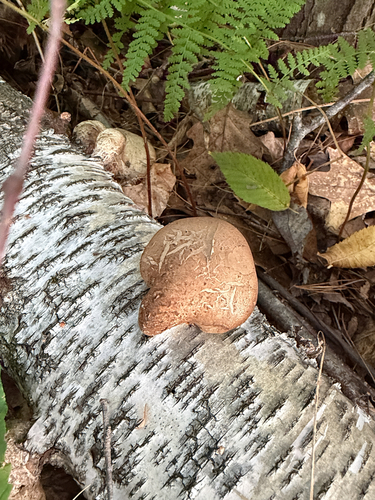 birch polypore