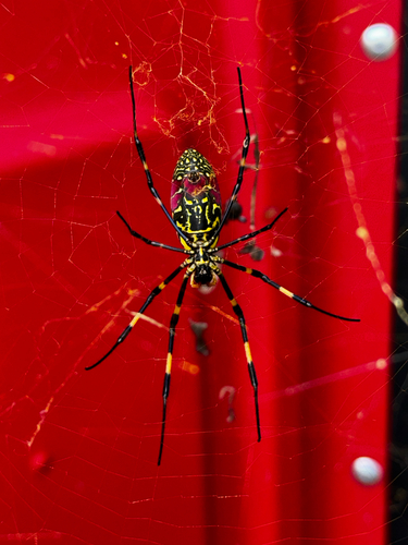 Joro Spider