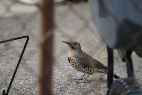 Northern Yellow-shafted Flicker
