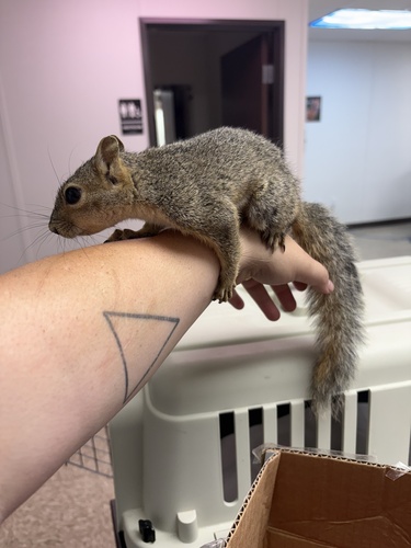 Eastern Fox Squirrel