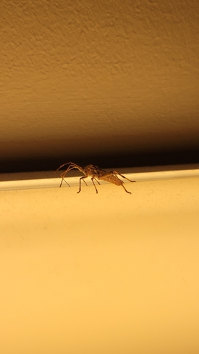 Western Conifer Seed Bug