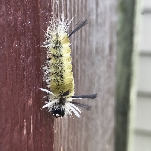 Banded Tussock Moth