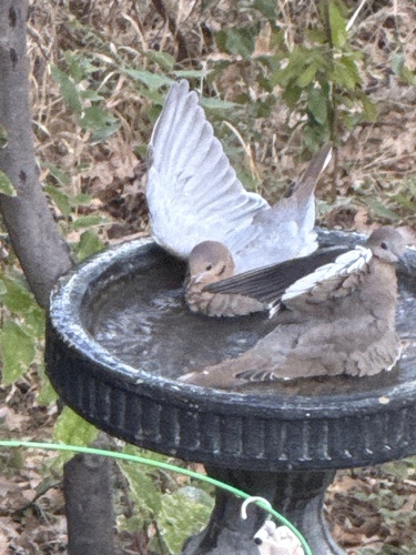 White-winged Dove